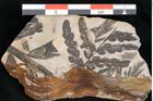 Foto (Detailansicht) von Plantae indet.  (NHMW-GEO-2024-0188-11191)